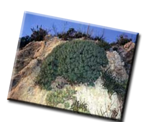 Riserva Naturale Integrale Grotta di Entella