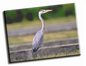 Airone cinerino