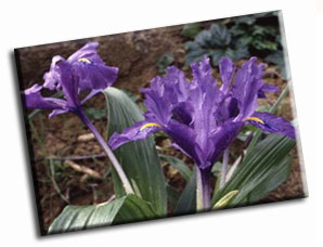 Iris selvatico